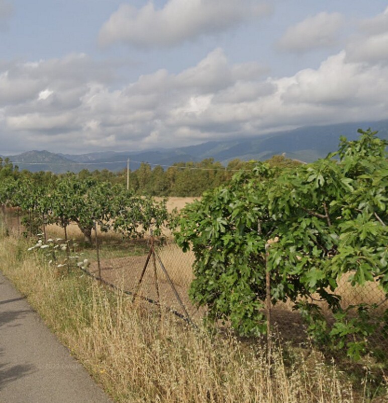 Immagine di TERRENO LOC. “CAMPU BRIAXIU” – PULA