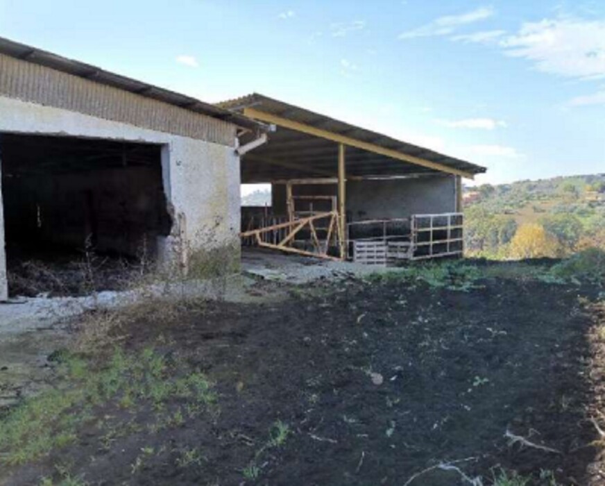 Immagine di AZIENDA AGRICOLA LOC. FIANELLO MONTEBUONO RI