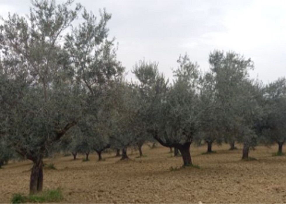 Immagine di AZIENDA AGRICOLA VIA SANTA SCOLASTICA, PIANELLA