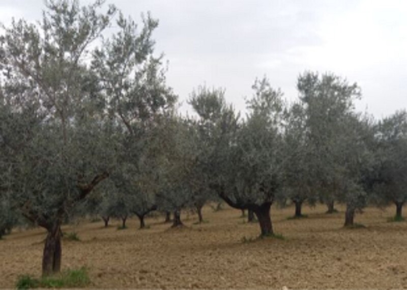 Immagine di AZIENDA AGRICOLA VIA SANTA SCOLASTICA, PIANELLA