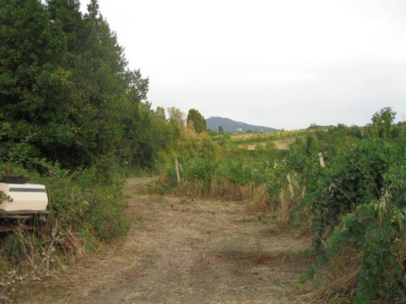 Immagine di TENUTA AGRICOLA VIA ANAGNINA – GROTTAFERRATA (RM)
