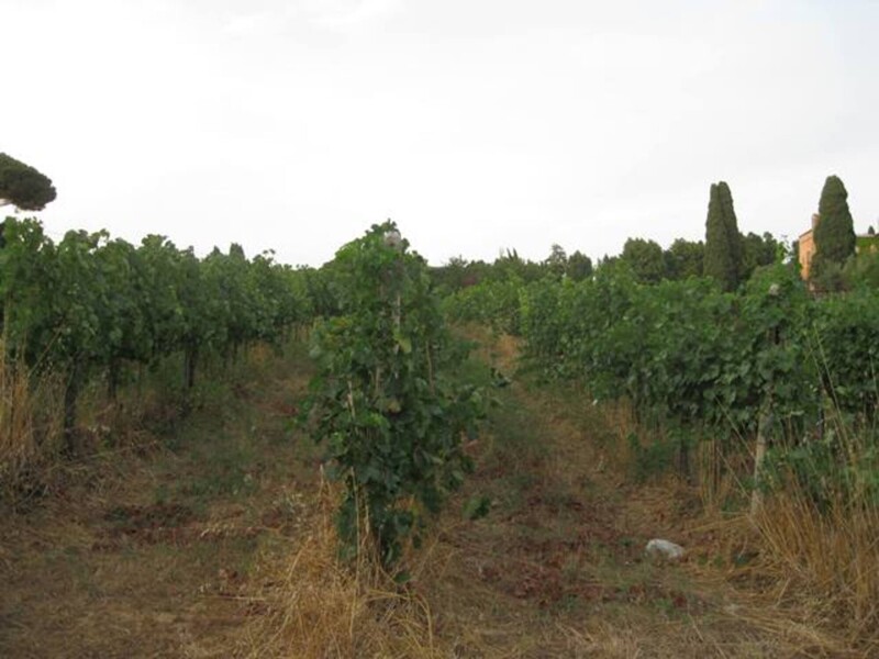 Immagine di TENUTA AGRICOLA VIA ANAGNINA – GROTTAFERRATA (RM)