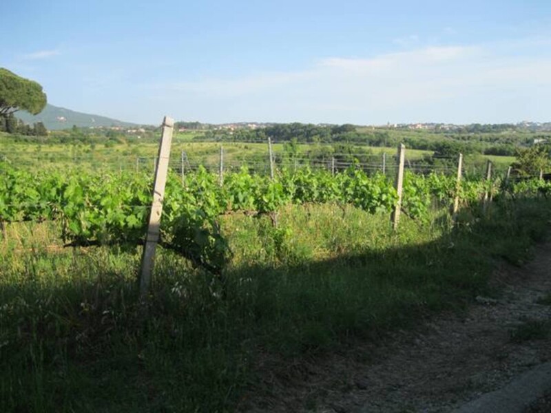 Immagine di TENUTA AGRICOLA VIA ANAGNINA – GROTTAFERRATA (RM)