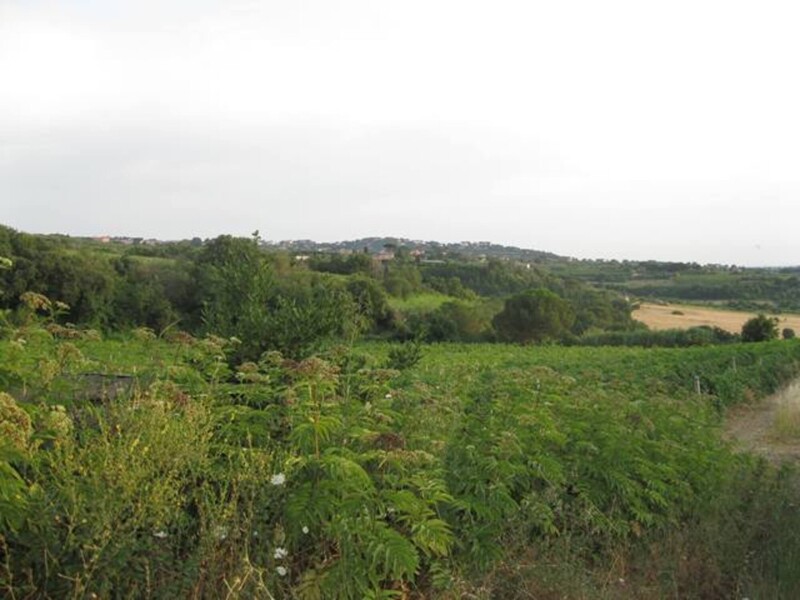 Immagine di TENUTA AGRICOLA VIA ANAGNINA – GROTTAFERRATA (RM)