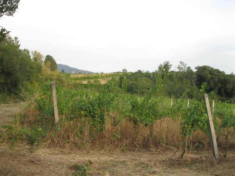 Immagine di TENUTA AGRICOLA VIA ANAGNINA – GROTTAFERRATA (RM)