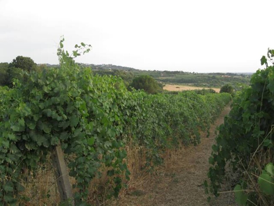 Immagine di TENUTA AGRICOLA VIA ANAGNINA – GROTTAFERRATA (RM)