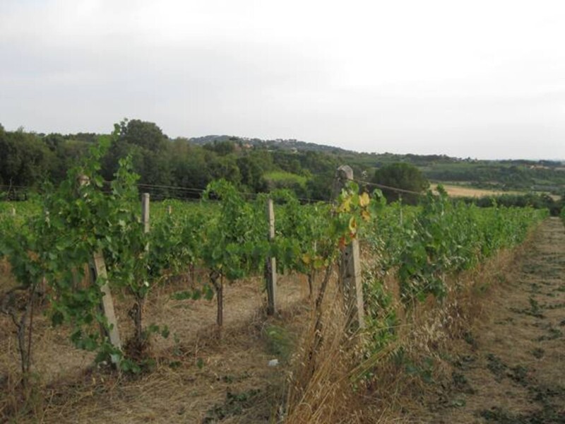 Immagine di TENUTA AGRICOLA VIA ANAGNINA – GROTTAFERRATA (RM)