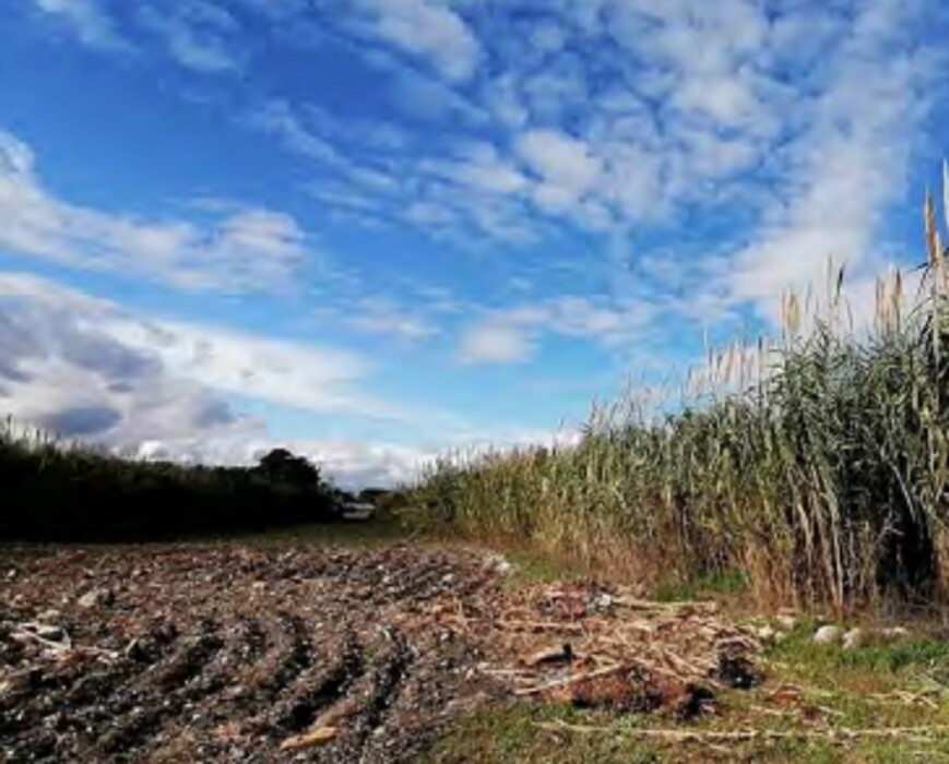 Immagine di TERRENO CONTRADA FANUSA-MILOCCA – SIRACUSA