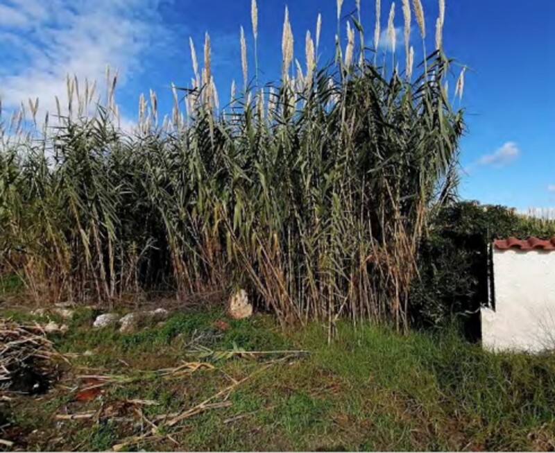 Immagine di TERRENO CONTRADA FANUSA-MILOCCA – SIRACUSA