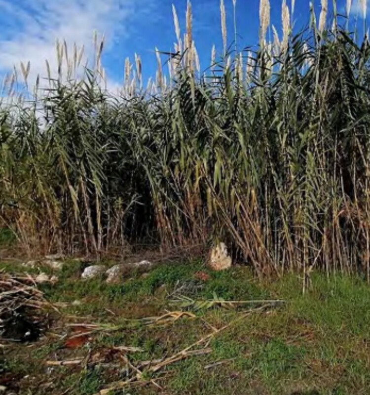 Immagine di TERRENO CONTRADA FANUSA-MILOCCA – SIRACUSA