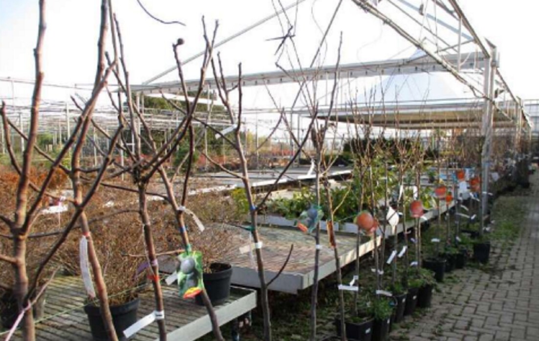 Immagine di VIVAIO VIA RIPAMONTI 549 MILANO