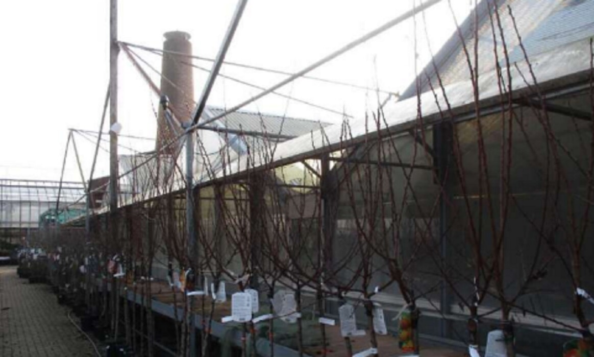 Immagine di VIVAIO VIA RIPAMONTI 549 MILANO