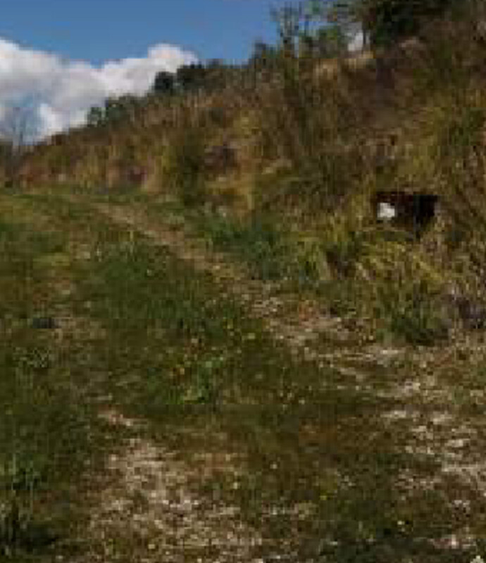 Immagine di TERRENI C.DA SAN GIOVANNI MONTEFIORE DELL’ASO