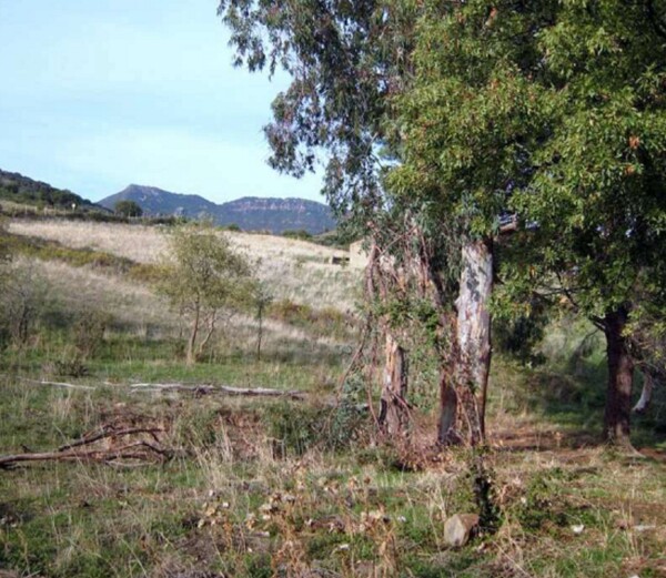 TERRENO CONTRADA ZURRICA - POLLINA — foto 9