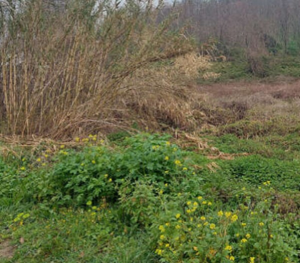 TERRENO LOCALITA' MONTEROMANESCO - PESARO — foto 7