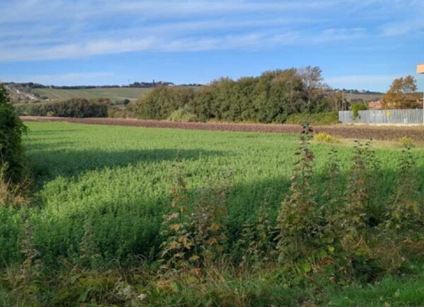 TERRENO FRAZIONE MAROTTA - VIA UGO BETTI - MONDOLFO — foto 5