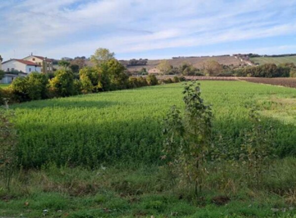 TERRENO FRAZIONE MAROTTA - VIA UGO BETTI - MONDOLFO — foto 3