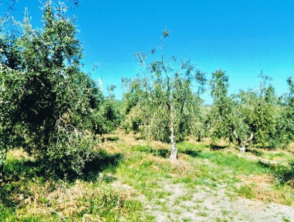 AZ.AGRICOLA C.DA DIFESA NUOVA, S.P.40, ROTELLO(CB) — foto 6