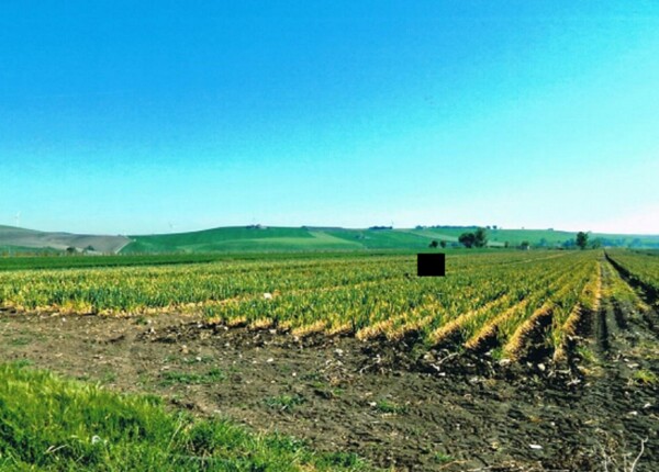AZ.AGRICOLA C.DA DIFESA NUOVA, S.P.40, ROTELLO(CB) — foto 8