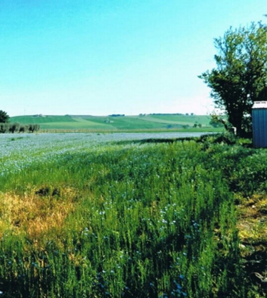 AZ.AGRICOLA C.DA DIFESA NUOVA, S.P.40, ROTELLO(CB) — foto 5