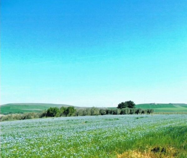 AZ.AGRICOLA C.DA DIFESA NUOVA, S.P.40, ROTELLO(CB) — foto 4