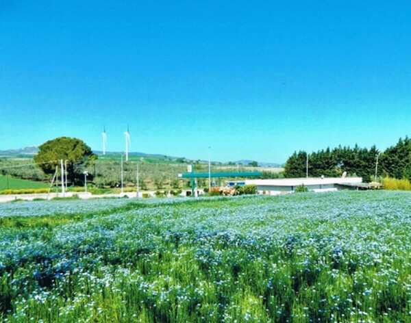 AZ.AGRICOLA C.DA DIFESA NUOVA, S.P.40, ROTELLO(CB) — foto 3