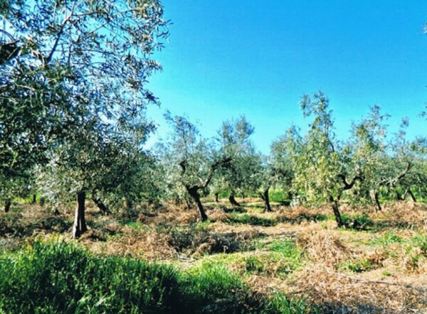AZ.AGRICOLA C.DA DIFESA NUOVA, S.P.40, ROTELLO(CB) — foto 7