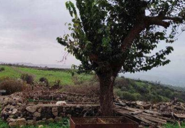 COMPL.AGRICOLO CONTRADA SCIRINO ALTO - CARLENTINI — foto 7