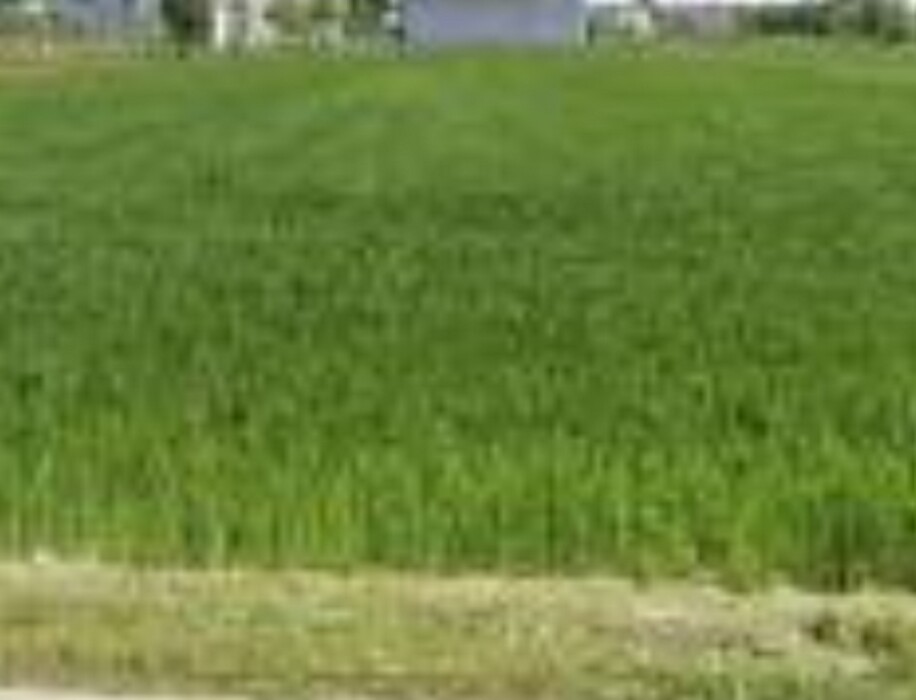 Immagine di TERRENO VIA ZAMPESCHI – FORLÌ