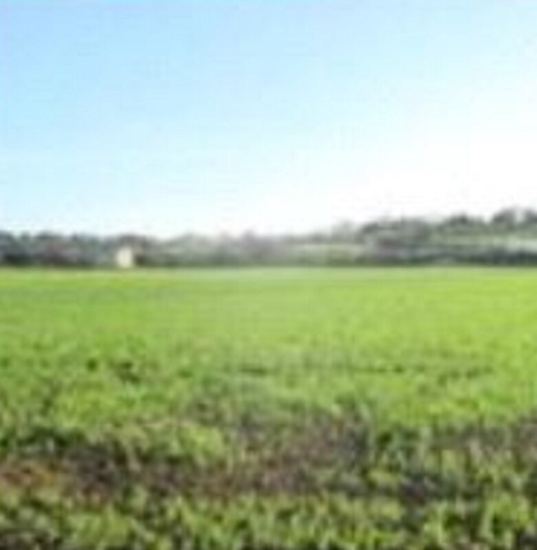 Immagine di TERRENO FRAZIONE MAROTTA – VIALE EUROPA – MONDOLFO