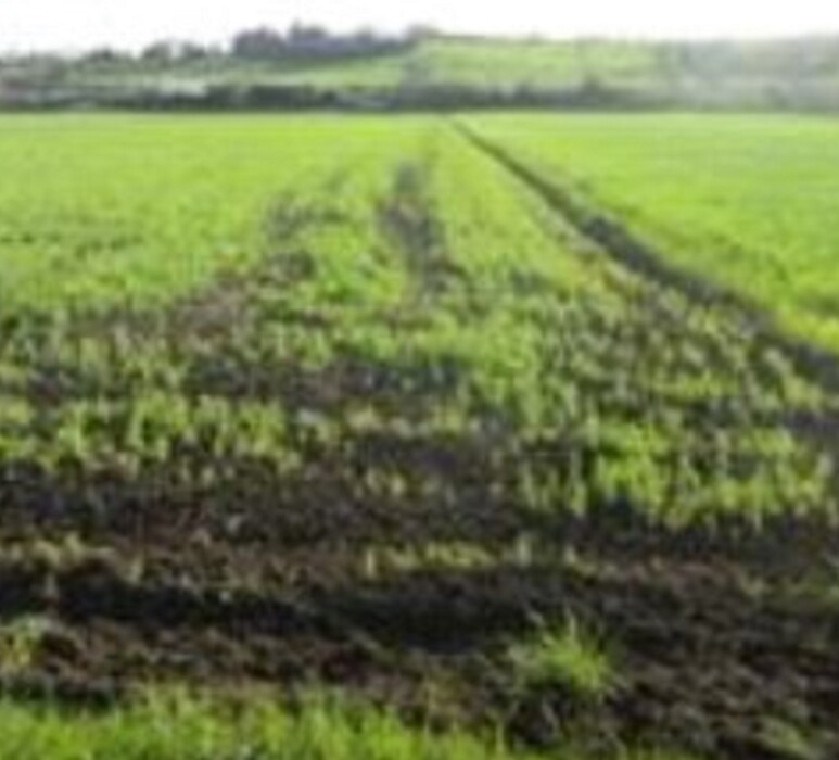 Immagine di TERRENO FRAZIONE MAROTTA – VIALE EUROPA – MONDOLFO