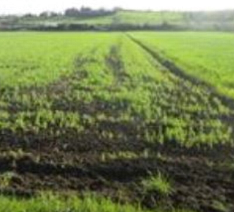 Immagine di TERRENO FRAZIONE MAROTTA – VIALE EUROPA – MONDOLFO