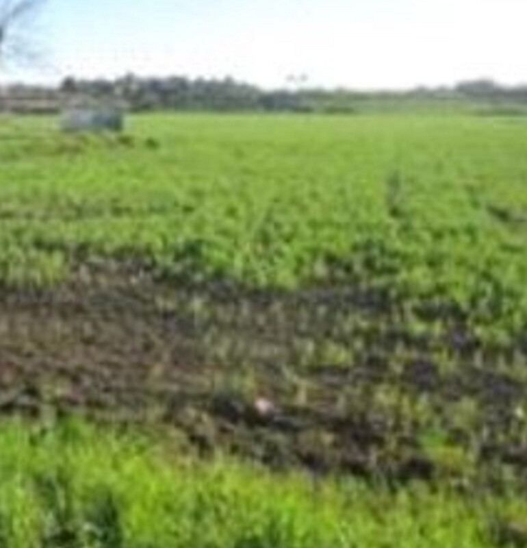 Immagine di TERRENO FRAZIONE MAROTTA – VIALE EUROPA – MONDOLFO