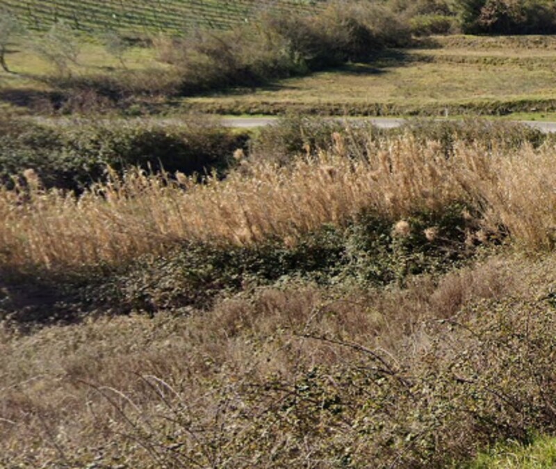 Immagine di PODERE S.P.PER MIEMO, CHIANNI (PI)