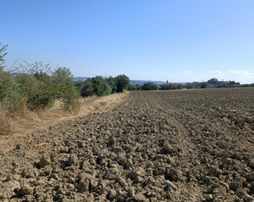 Immagine di TERRENO VIA BUONA CESTA MAGGIORE, MONDOLFO (PU)