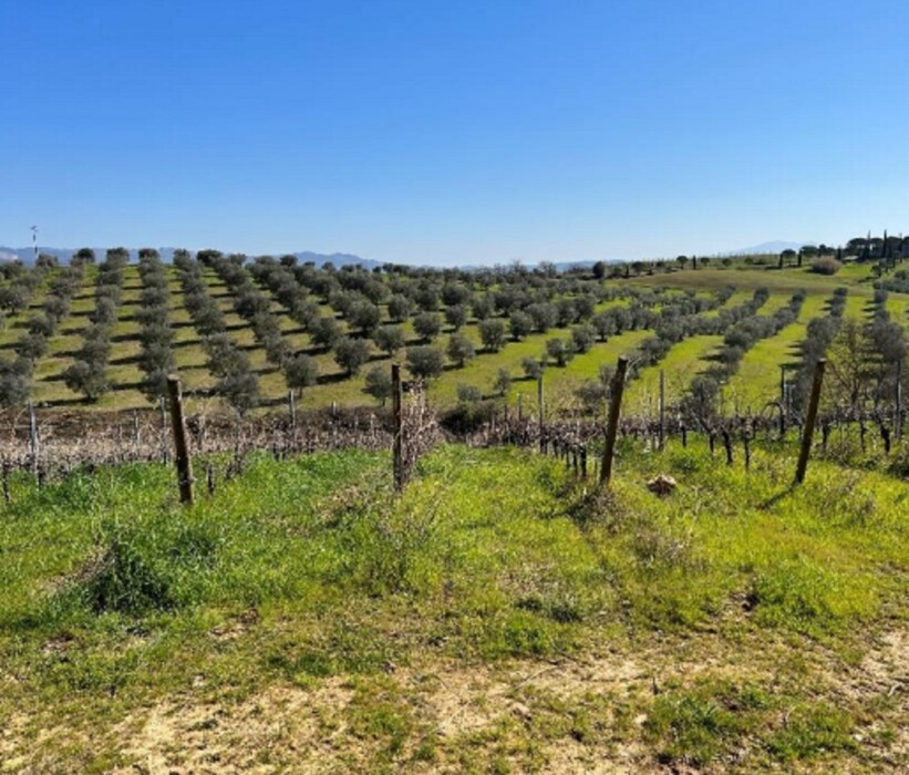 Immagine di STRUTTURE AGRICOLE LOC. CINTOIA – ROCCASTRADA