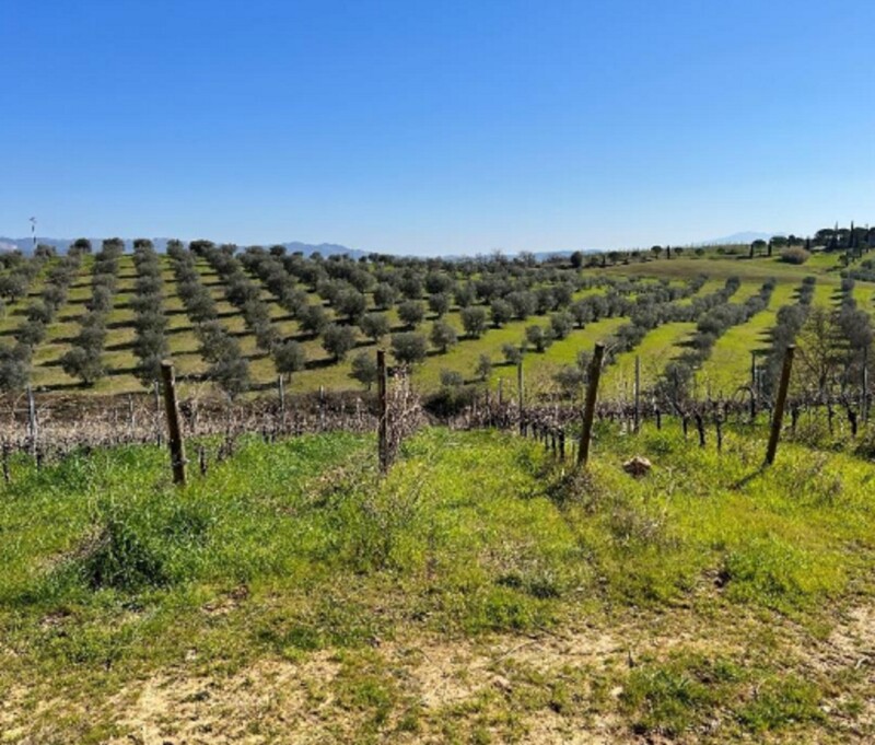 Immagine di STRUTTURE AGRICOLE LOC. CINTOIA – ROCCASTRADA