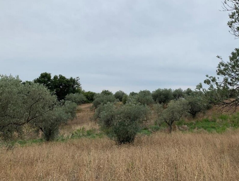Immagine di STRUTTURE AGRICOLE LOC. CINTOIA – ROCCASTRADA