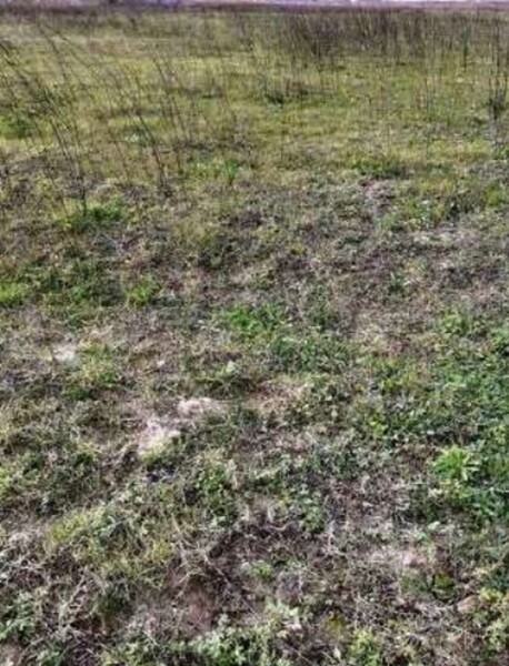 TERRENO VIA GRAN SASSO - SCANZANO JONICO — foto 7