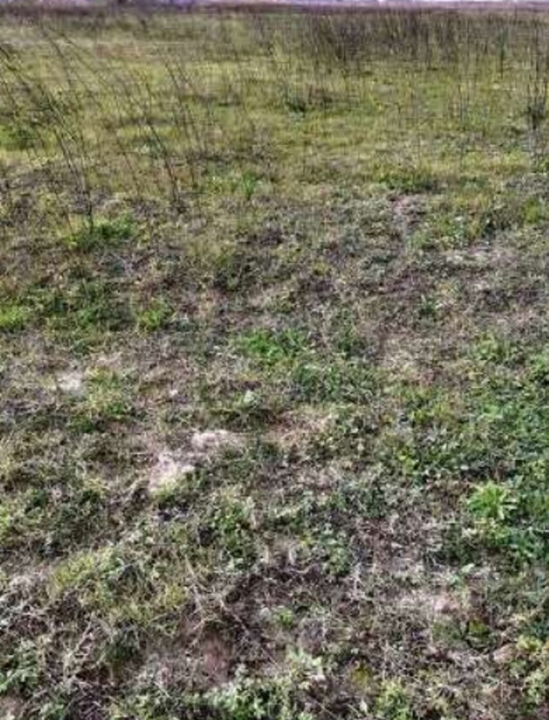 Immagine di TERRENO VIA GRAN  SASSO – SCANZANO JONICO