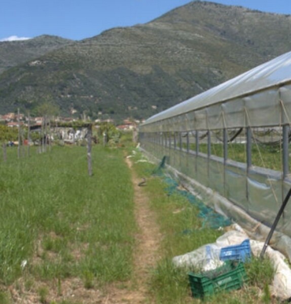 TERRENO LOCALITÀ RENE - FONDI — foto 8