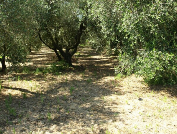 TERRENO LOCALITÀ FICO - FONDI — foto 6