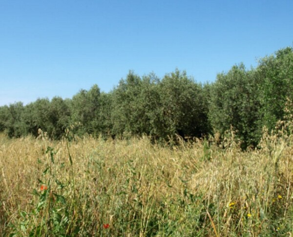 TERRENO LOCALITÀ FICO - FONDI — foto 9