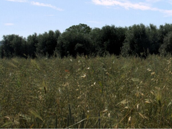 TERRENO LOCALITÀ FICO - FONDI — foto 8