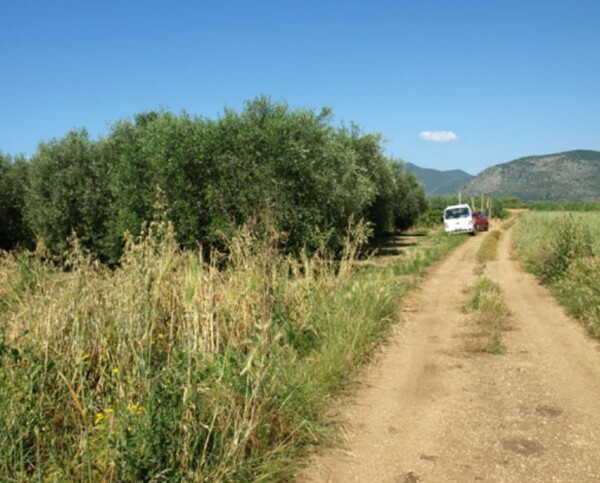 TERRENO LOCALITÀ FICO - FONDI — foto 2