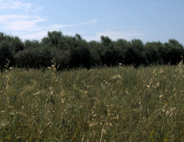 TERRENO LOCALITÀ FICO - FONDI — foto 7