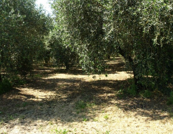 TERRENO LOCALITÀ FICO - FONDI — foto 5