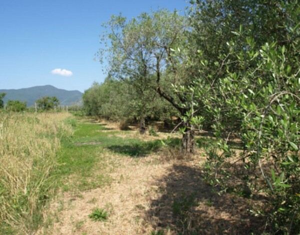 TERRENO LOCALITÀ FICO - FONDI — foto 4