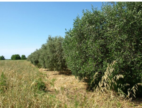 TERRENO LOCALITÀ FICO - FONDI — foto 3