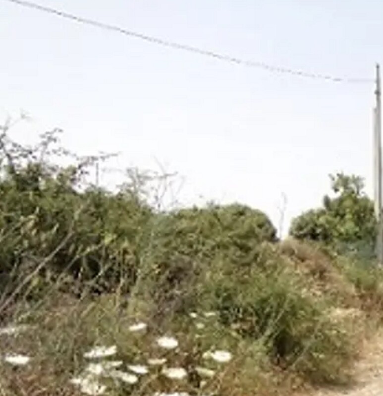 Immagine di CAPANNONE S’ACHILEZZU SNC – BORUTTA